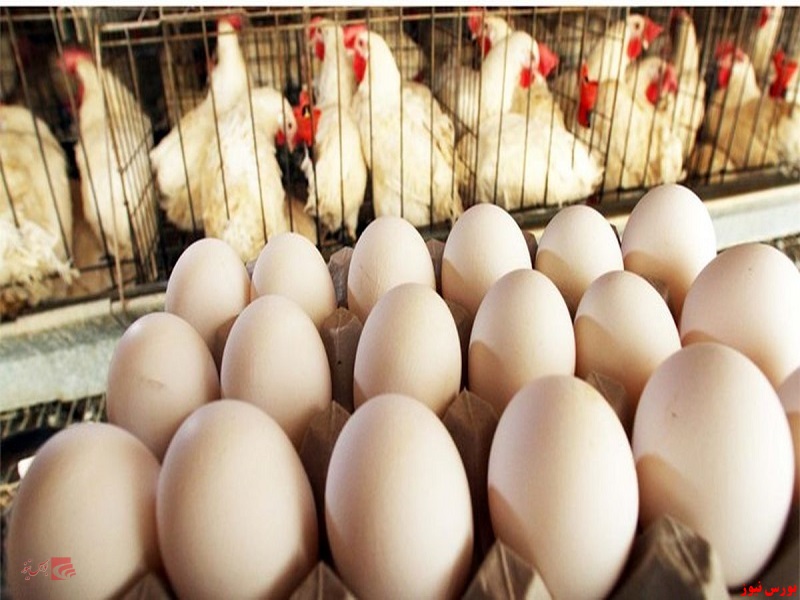 نرخ جدید مرغ و تخم مرغ اعلام نشده است