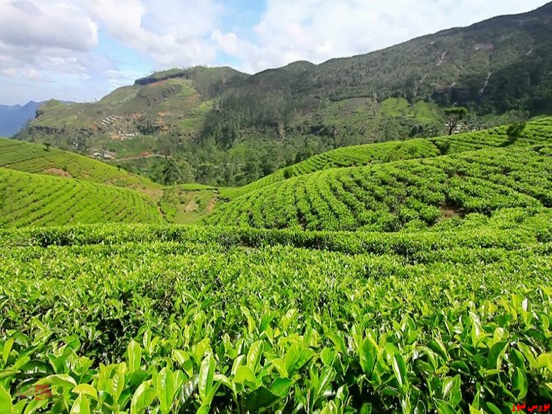 صادرات ۲۰ هزار تنی چای به امارات