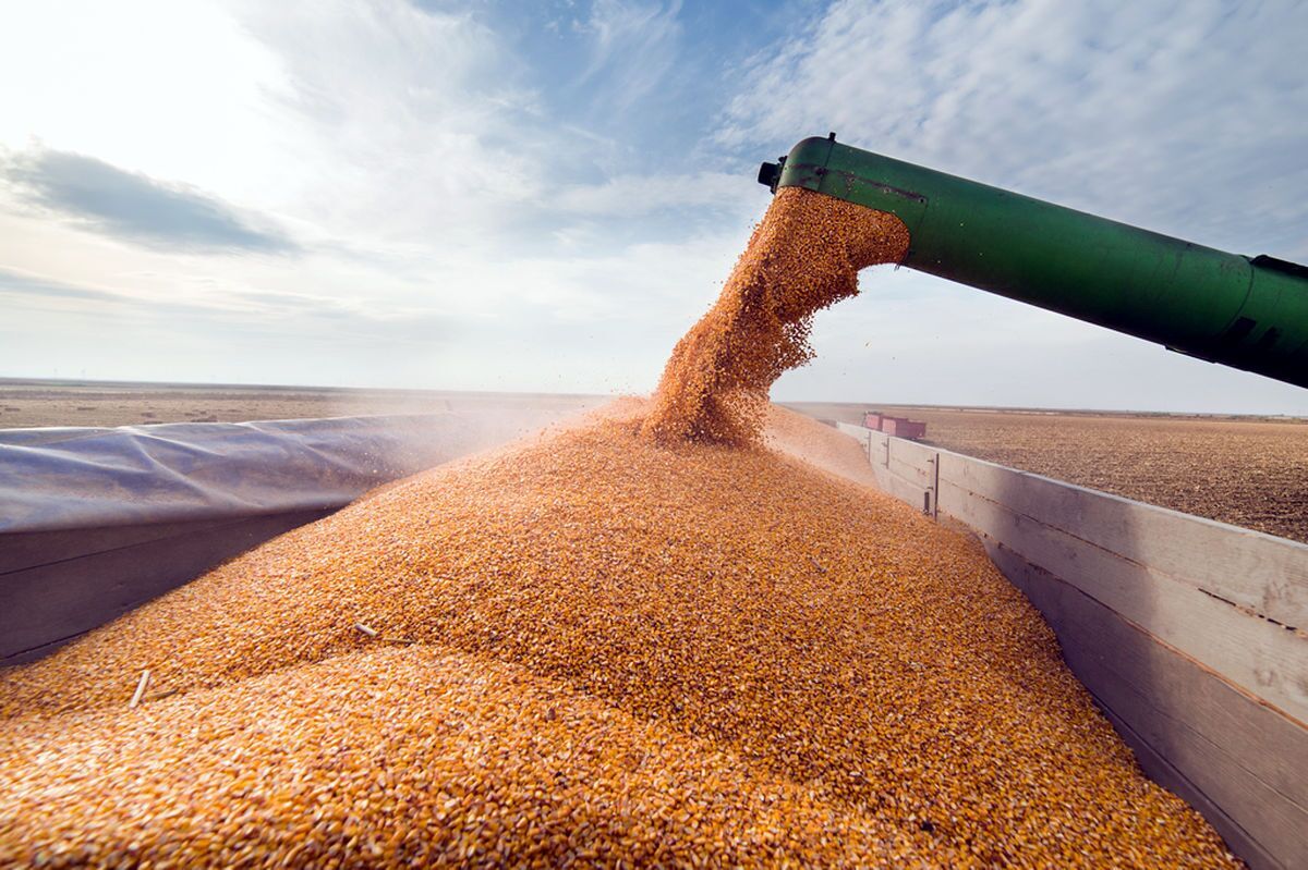 افزایش قیمت غلات و تأثیر آن بر تورم جهانی