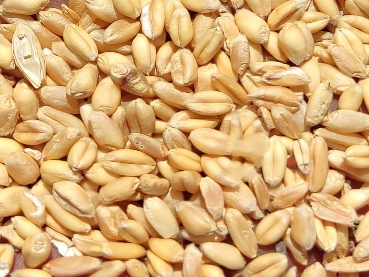 یک گام مانده به خودکفایی گندم یک گام مانده به خودکفایی گندم