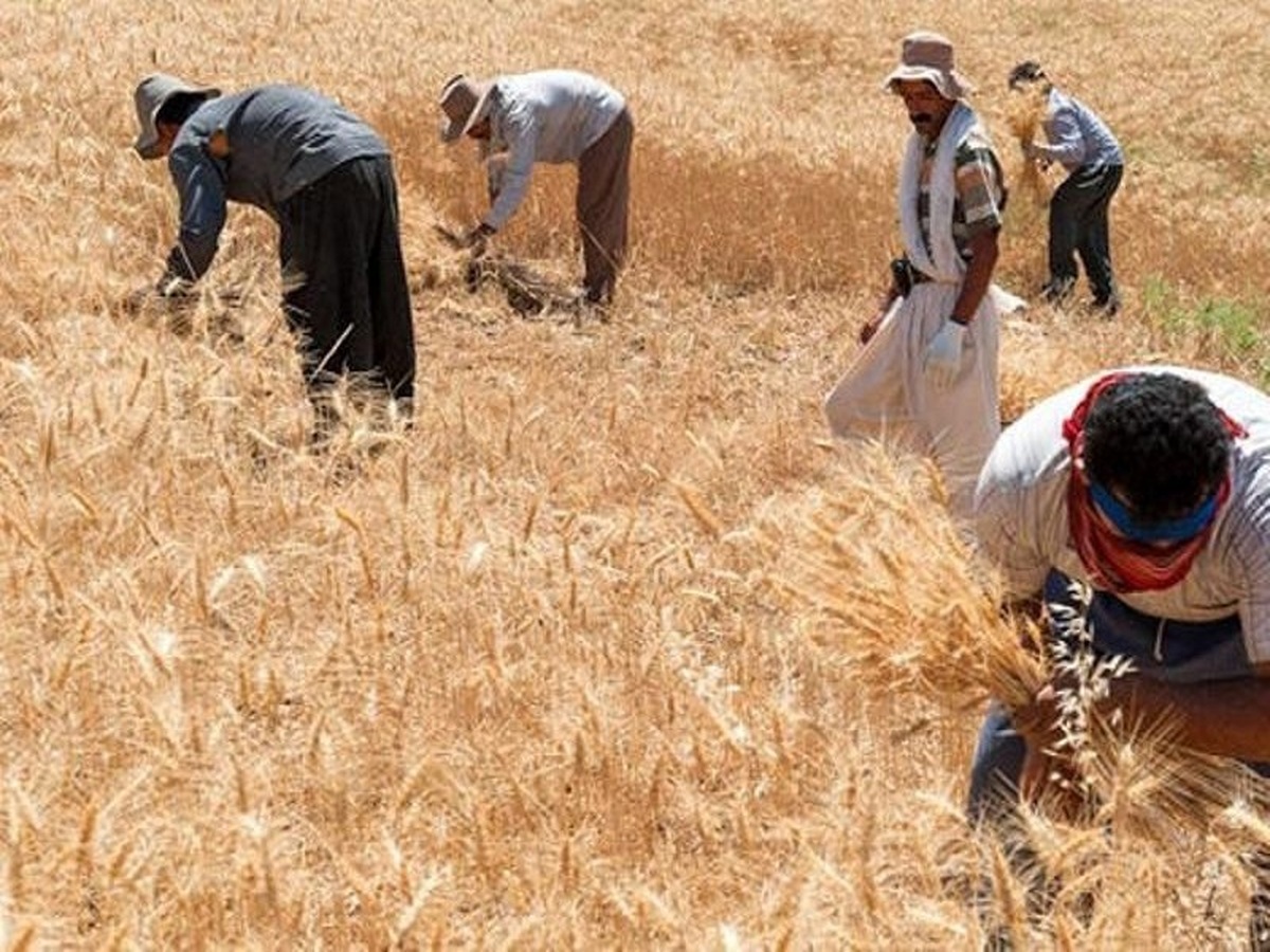 امروز؛ قیمت گندم نهایی می شود