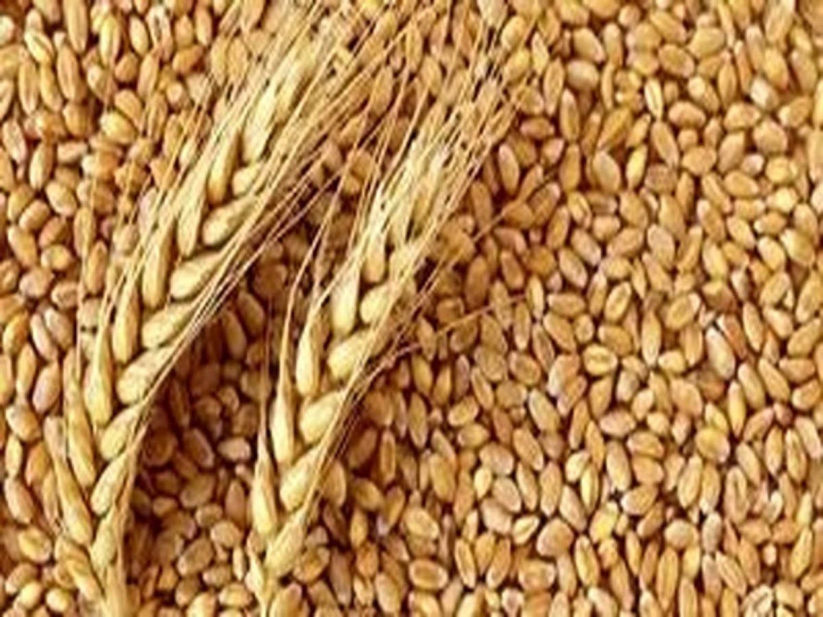 افزایش ۴۴ درصدی خرید گندم بیشتر از سال گذشته