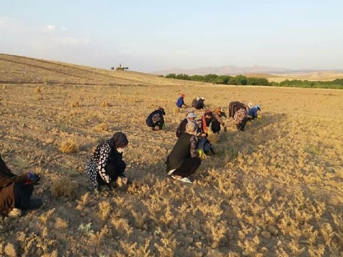 افزایش وام اشتغال روستایی به ۵۰۰ میلیون تومان