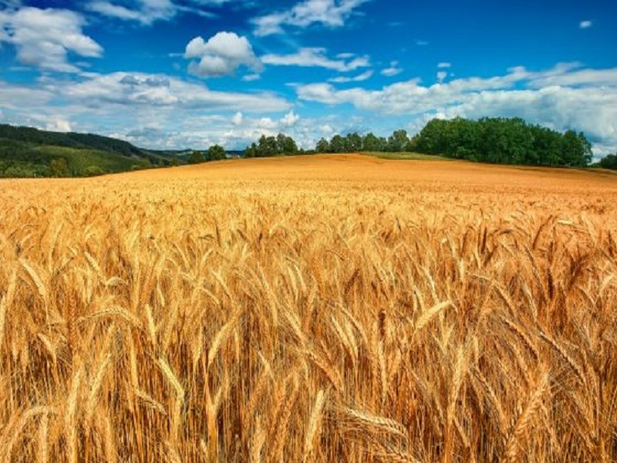 قیمت جهانی گندم به پایین ترین حد رسید