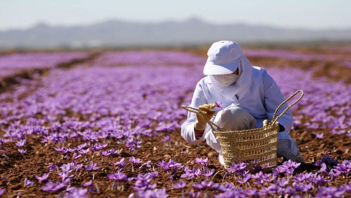 ارتقای توانمندی ایران در پایداری بخش‌های کشاورزی