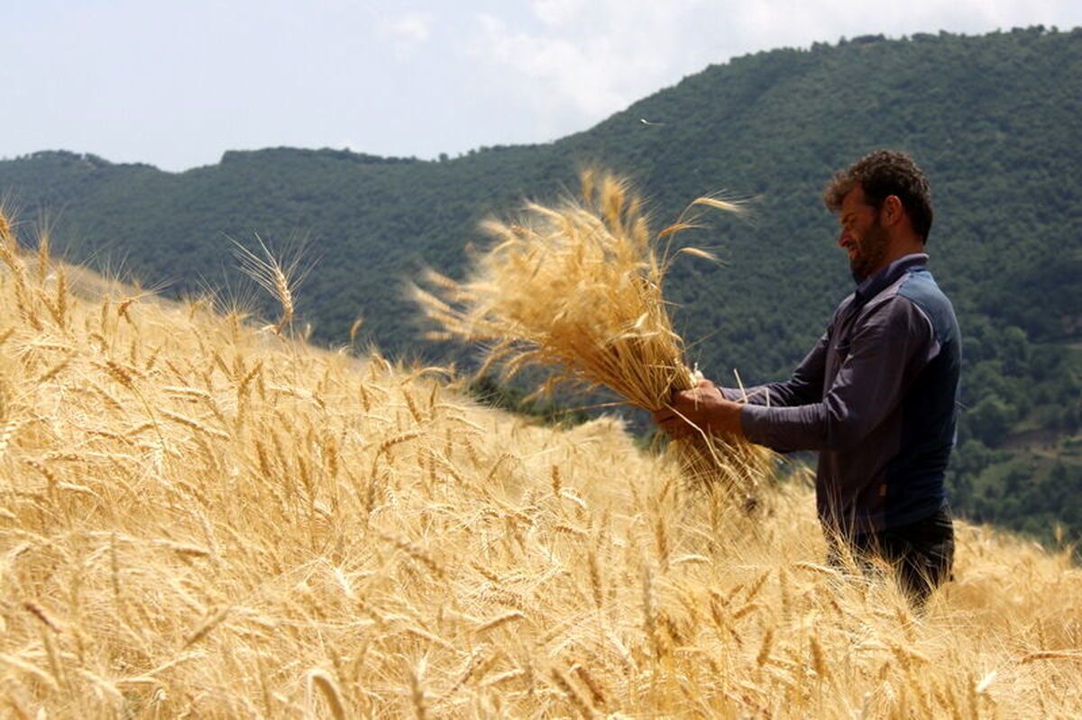 خروج گندم از چرخه خرید تضمینی