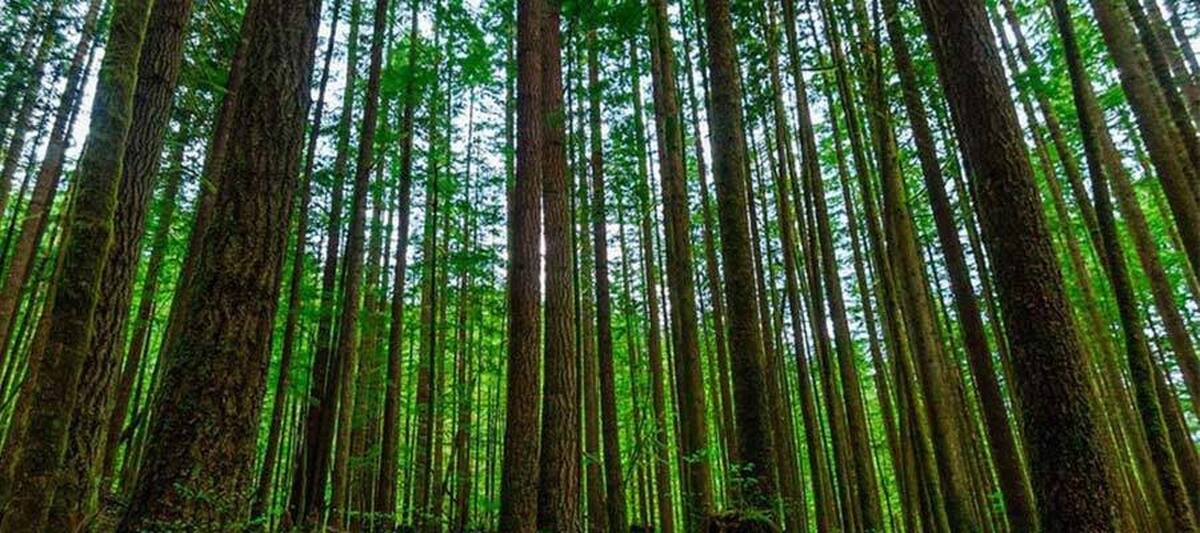 رشد ۱۵ درصدی مساحت جنگلهای ایران رشد ۱۵ درصدی مساحت جنگلهای ایران