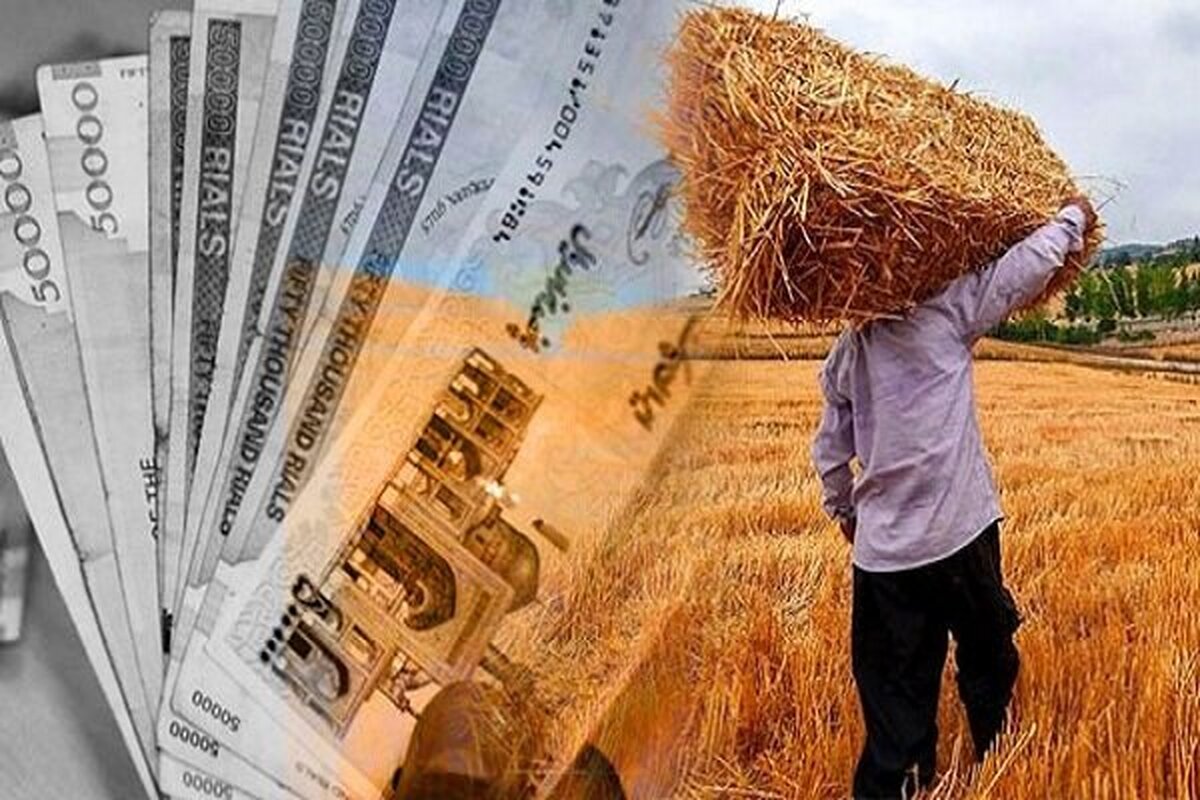 تسویه طلب گندمکاران تا پایان هفته تسویه طلب گندمکاران تا پایان هفته