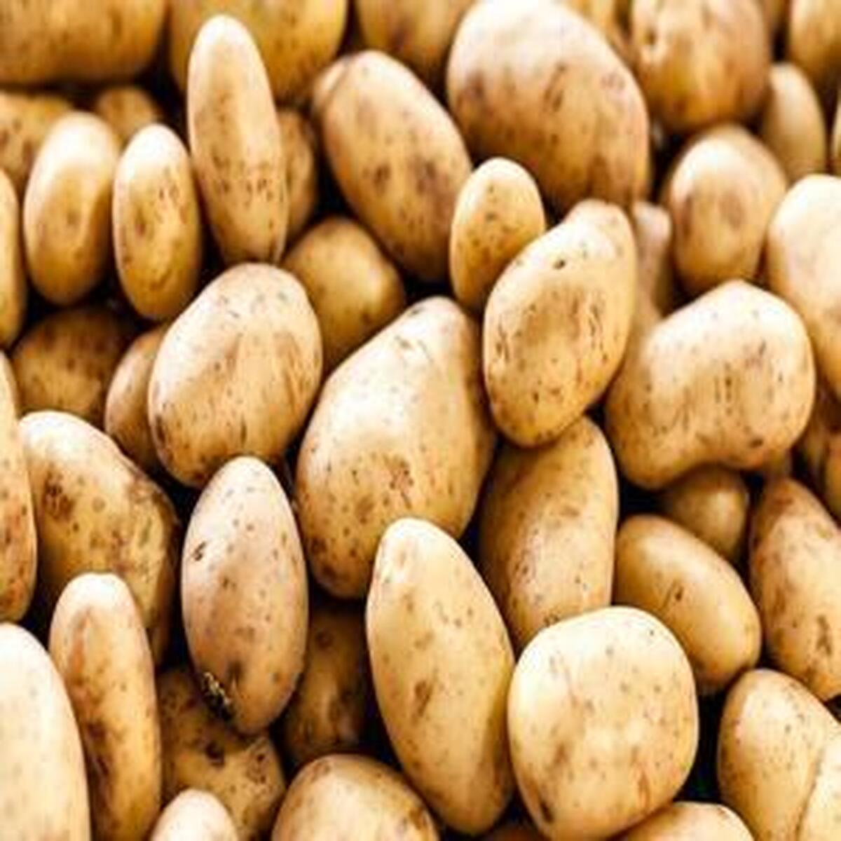 کاهش ملایم قیمت سیب‌زمینی در بازار