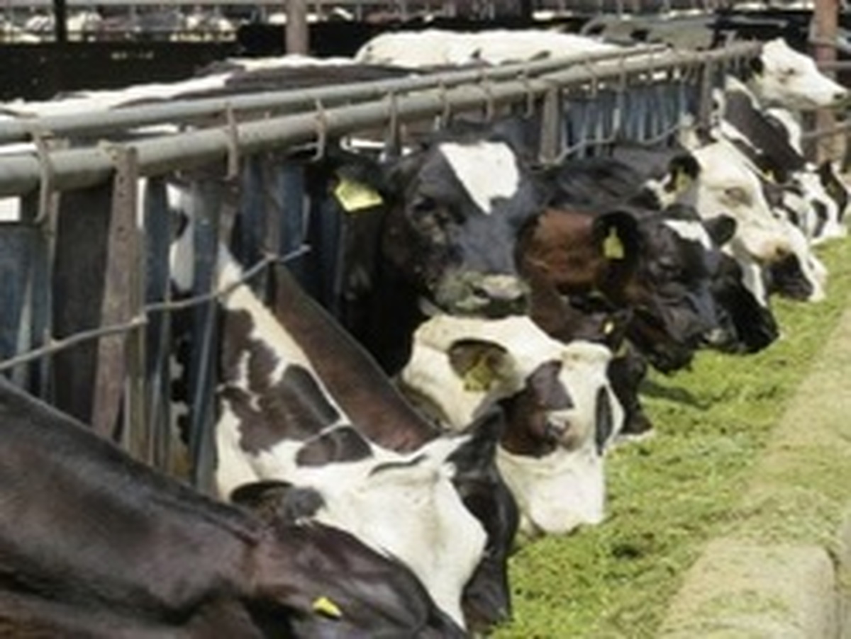 نرخ محاسبات حقوق ورودی نهاده های دامی و کالاهای اساسی مشخص شد