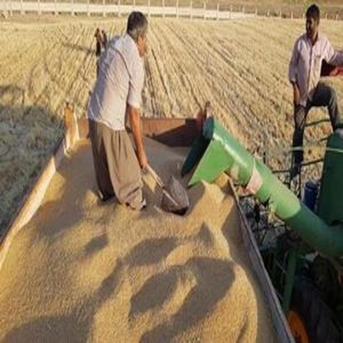 کاهش ۸ درصدی میزان خرید تضمینی گندم در سال جاری