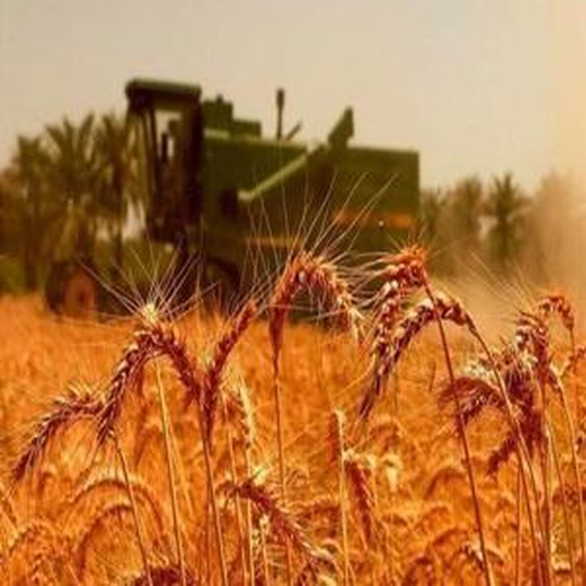 جزئیات فرآیند خرید تضمینی گندم از کشاورزان اعلام شد