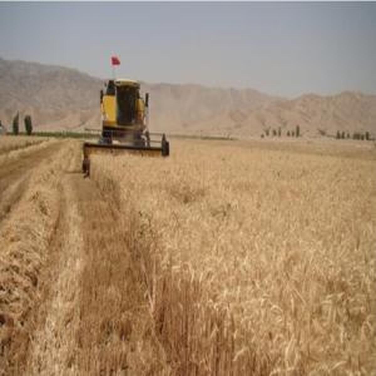 کام گندمکاران شیرین شد کام گندمکاران شیرین شد