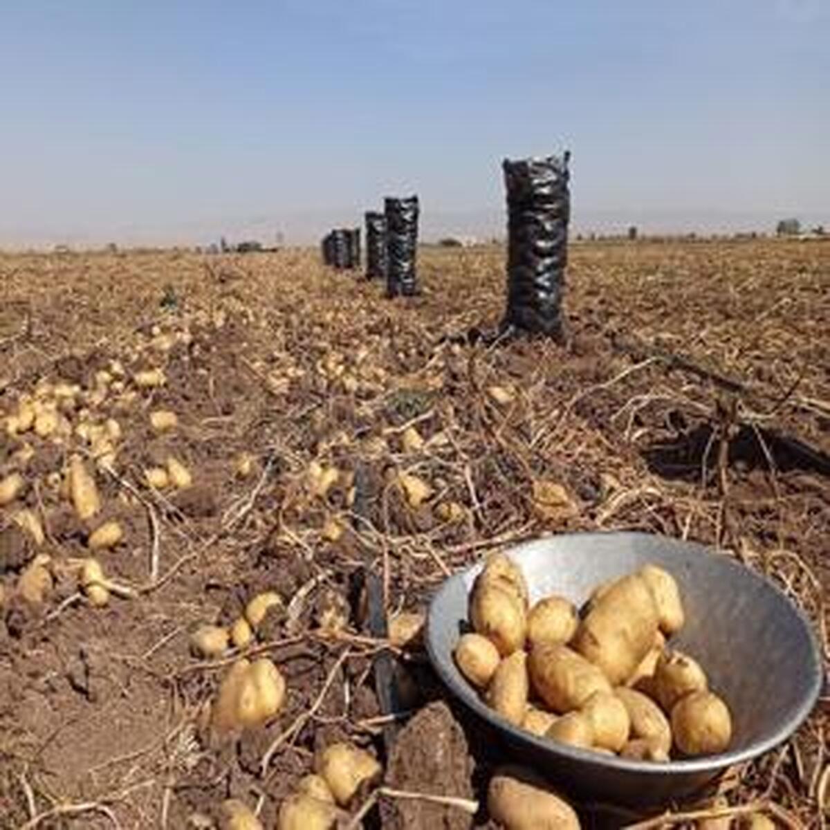 عرضه جدید سیب زمینی با قیمت ۲۴ هزار تومان