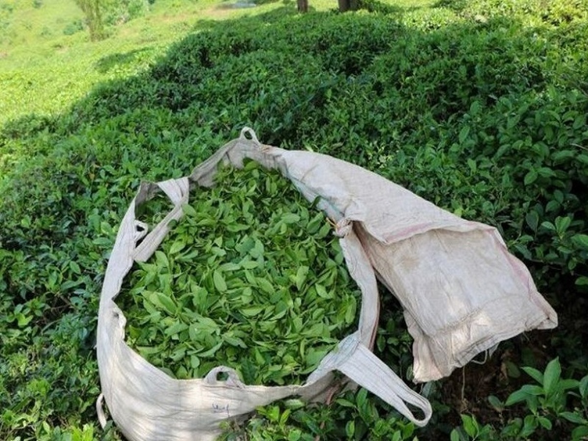 بازار چای به آرامش می رسد