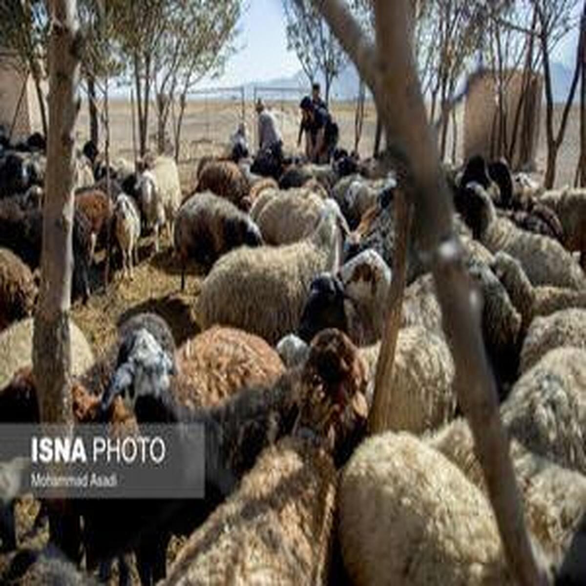 میزان تولید دام سبک و سنگین چقدر است؟