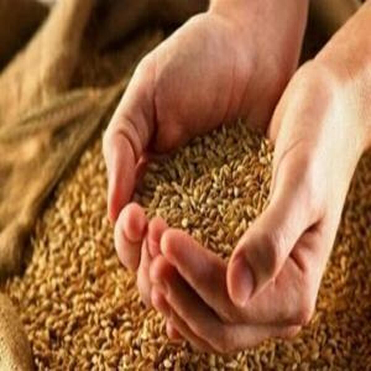 آغاز مهلت یکماهه برای واردات نهادههای دامی
