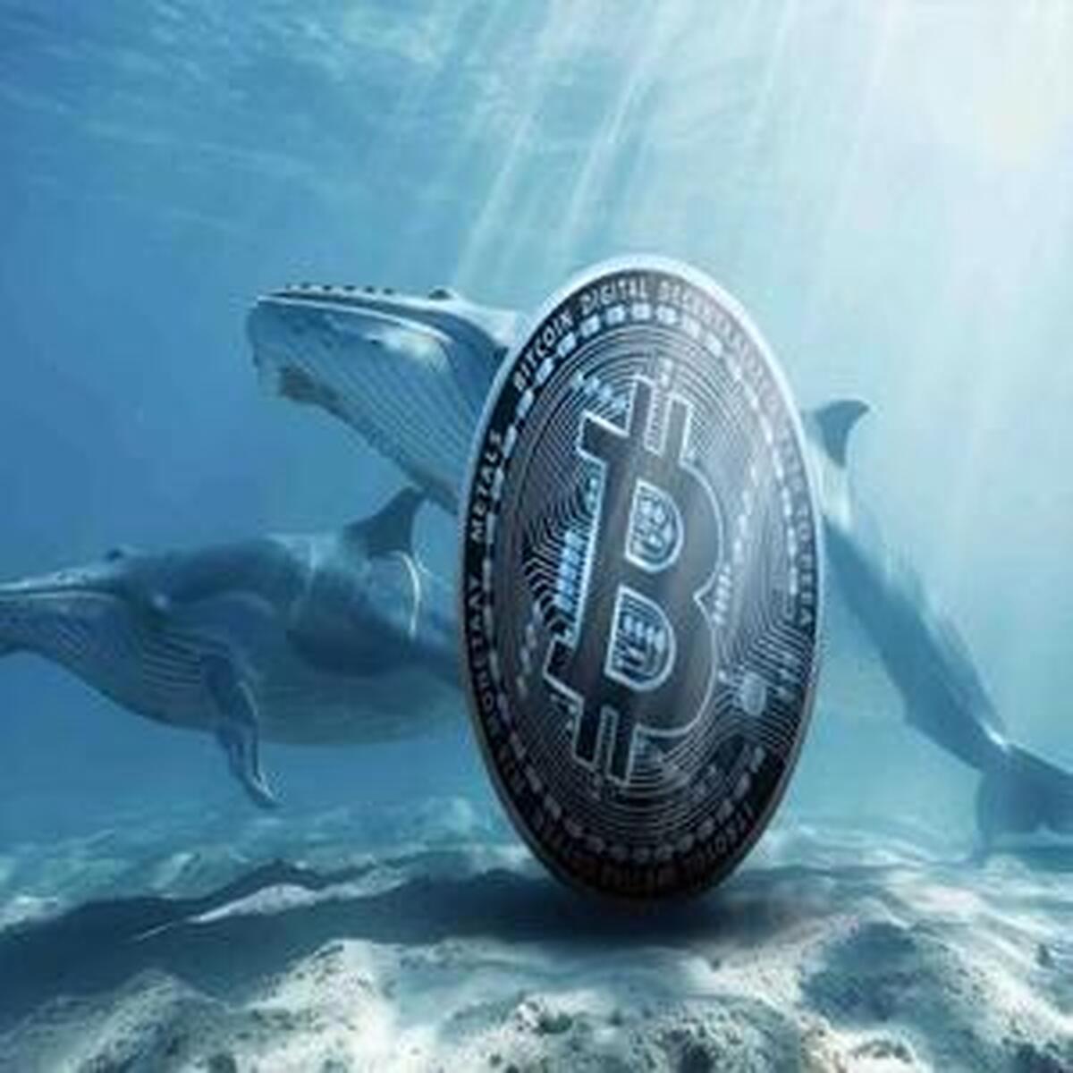 نهنگ‌های بیت‌کوین به بازار بازگشتند