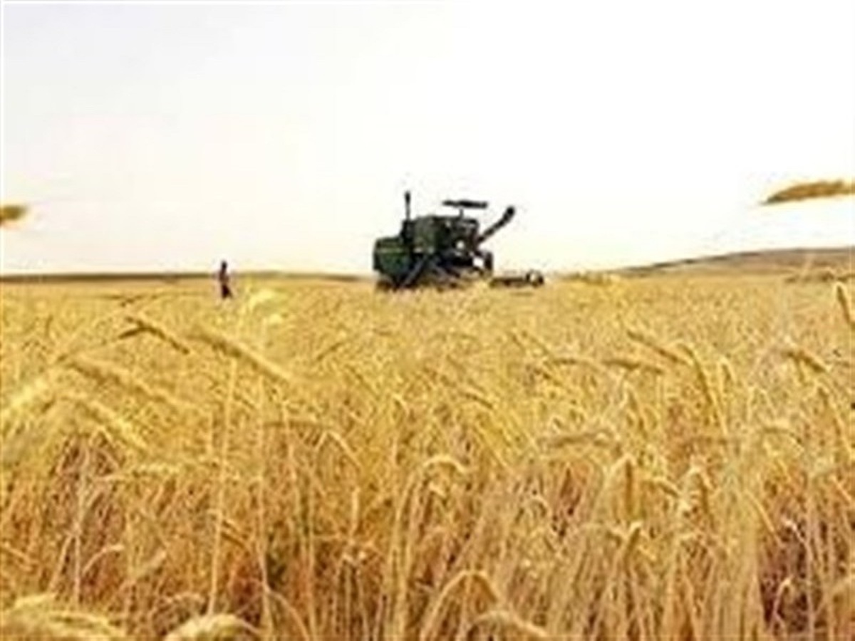 خرید تضمینی گندم با کاهش ۳۵ درصدی مواجه شد