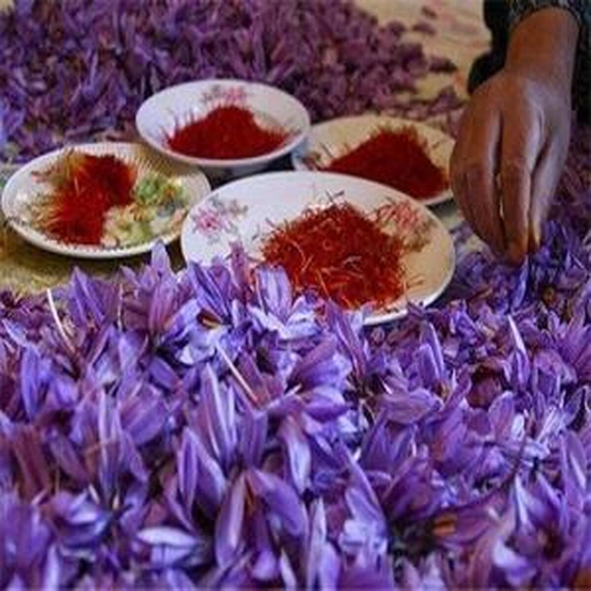 معامله ۱۰۷ کیلوگرم زعفران در بورس آتی کالا به ثبت رسید