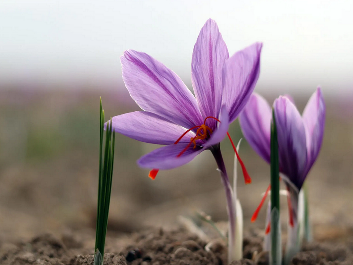 ثبت بیش از ۳۲ هزار گواهی زعفران در بورس کالا