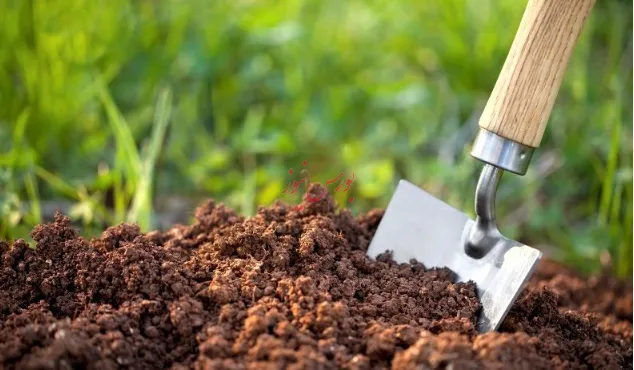 ۱۳.۵ میلیون تُن گندم در سال زراعی جاری تولید می‌شود