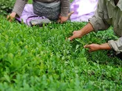 آخرین وضعیت بدهکاری دولت به چایکاران