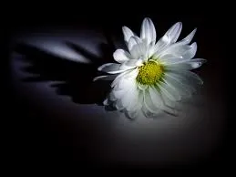 مجلس ترحیم