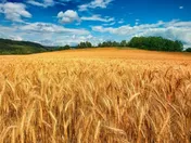 پرداخت ۵۰ هزار میلیارد تومان از طلب گندمکاران