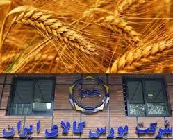 چالشی برای جایگزینی فروش سنتی گندم / بورس‌کالا یا سامانه گندم!