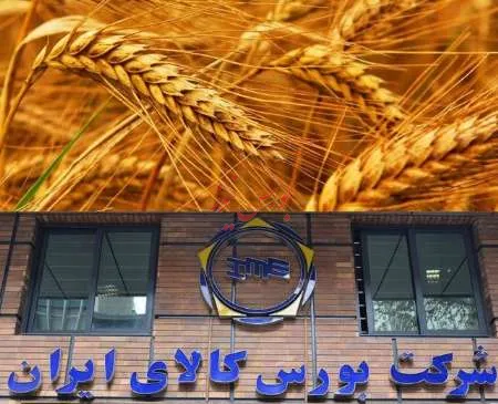 عرضه تدریجی کل گندم کشور در بورس کالا گامی موثر است