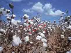 کشت گیاهان تراریخته در چارچوب قانون