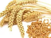 ثابت ماندن قیمت گندم در سه سال گذشته