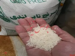 افزایش صادرات برنج تایلند در ماه ژانویه
