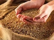 واسطه ها چاره ای جز فروش گندم خود به دولت ندارند