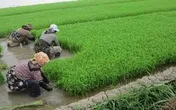 1.5میلیارد دلار برای اشتغال پایدار روستایی