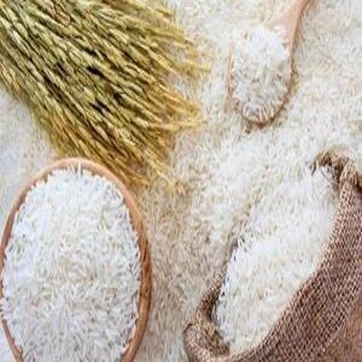 جنگ قیمتی برنج؛ آیا سودجویی شرکت‌ها مقصر است یا سیاست‌های نادرست؟