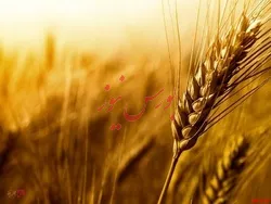 هنوز برنامه ای برای افزایش قیمت گندم نداریم