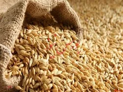 افزایش بیش از ۳۰ درصدی خرید تضمینی گندم