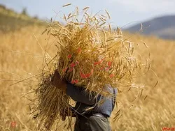 تامین و ذخیره حداکثری گندم در کشور