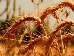 خرید یک و نیم میلیون تن گندم تاکنون