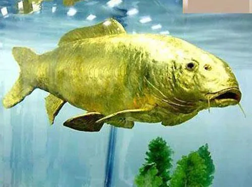 ماهی با عیار طلای 24 + عکس