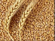 انتقاد از پایین بودن قیمت خرید تضمینی گندم