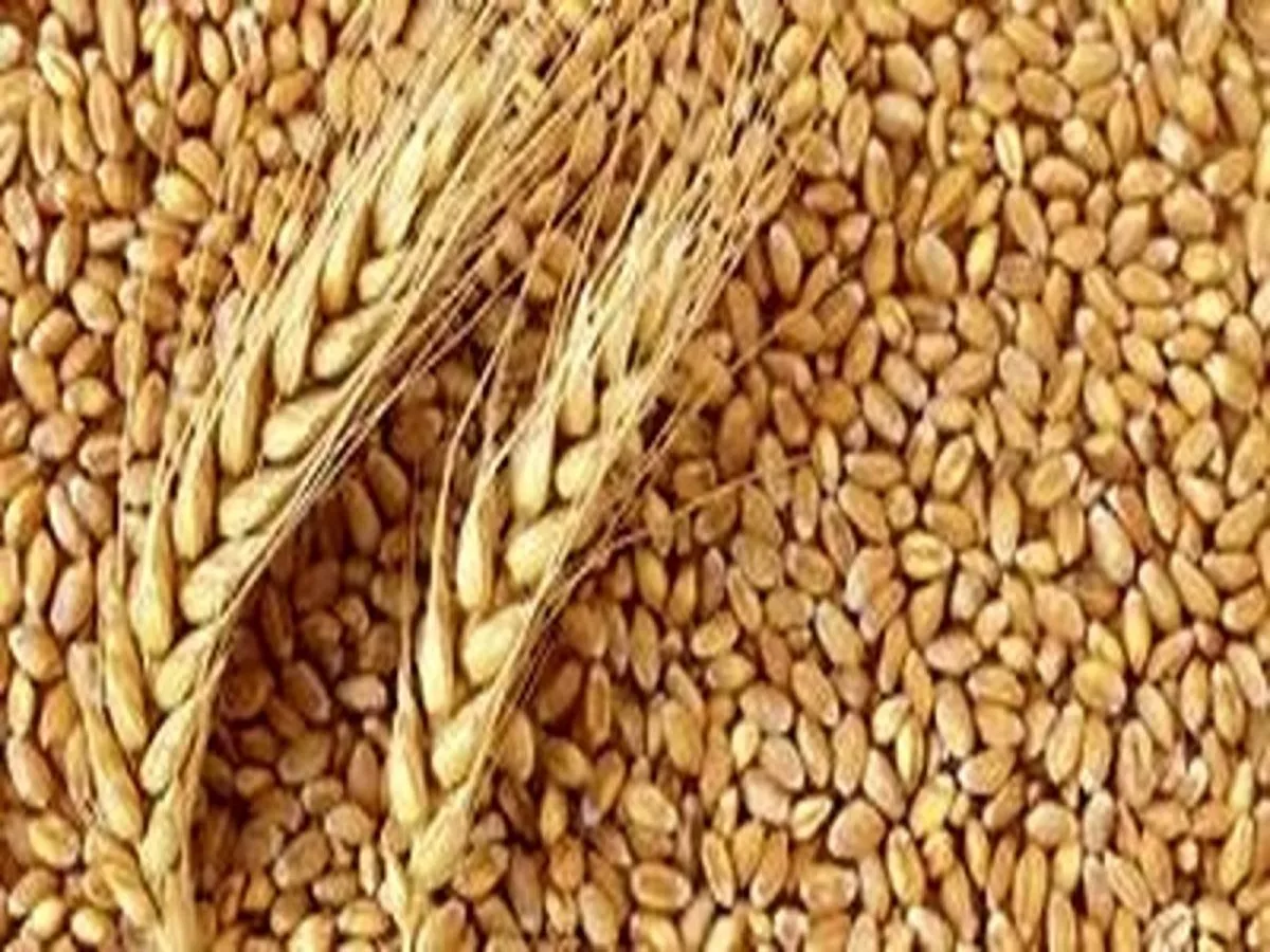 خرید تضمینی گندم از ۱۰ میلیون تن گذشت