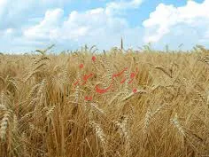 قیمت گندم در کشورهای همسایه بیش از 2 هزار تومان است