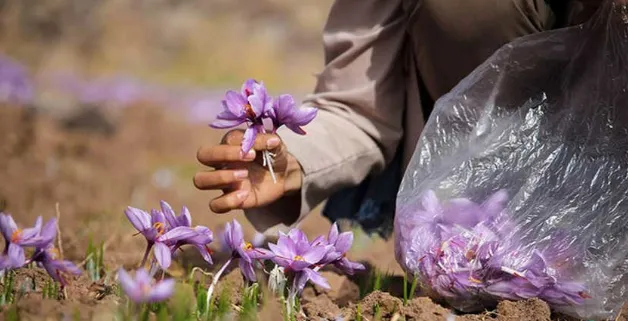معامله زعفران رشته‌ای برای تحویل در بهمن ماه