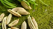 راه اندازی قرارداد آتی زیره سبز تحویل آبان ماه