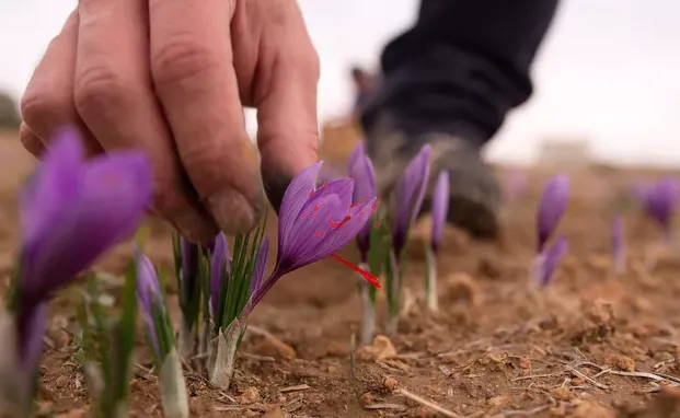بازار ۵۱۳۲ میلیارد ریالی قراردادهای آتی زعفران