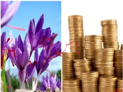 انعقاد ۵۱ هزار قرارداد آتی در زعفران نگین، صندوق طلا و نقره