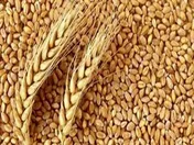 قیمت گندم ۱۷ هزار و ۵۰۰ تومان اعلام شد
